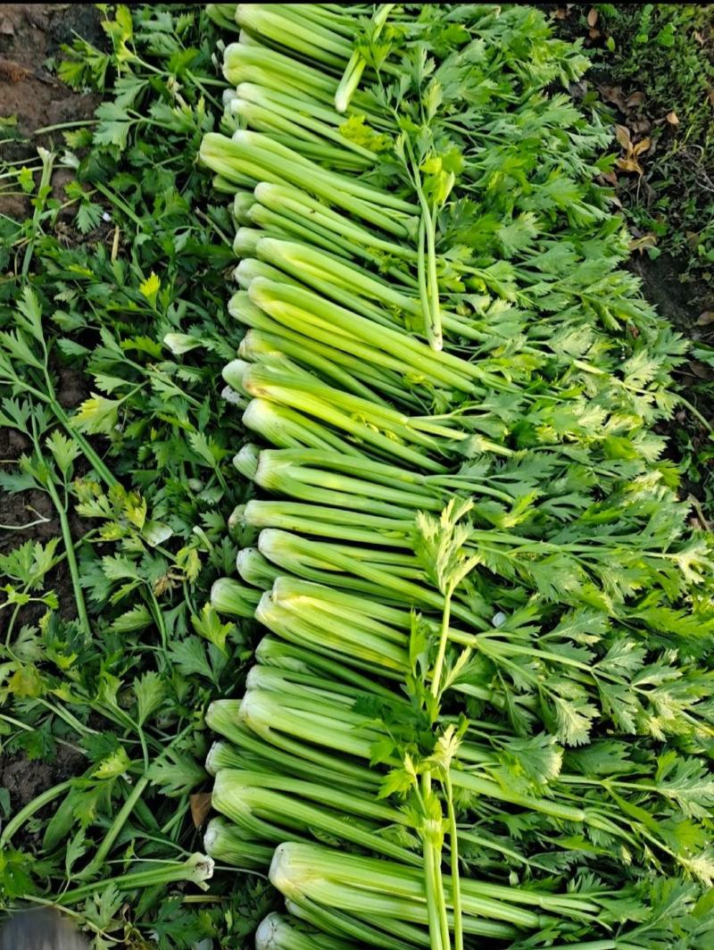 芹菜，西芹！大颗，中颗，小棵都有，大棚陆地都有货