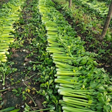 芹菜，西芹！大颗，中颗，小棵都有，大棚陆地都有货