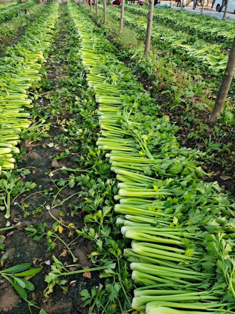 芹菜，西芹！大颗，中颗，小棵都有，大棚陆地都有货