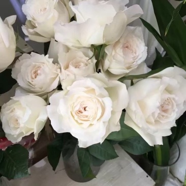 【美雪公主】切花月季灌木大花浓香多季开花抗病勤花