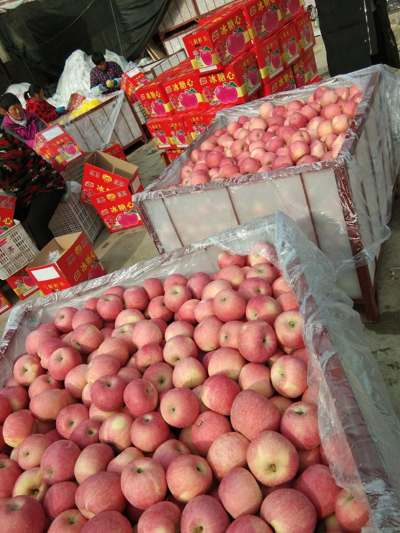 山东红富士苹果产地价格低，质量有保证货源充足，全国发货