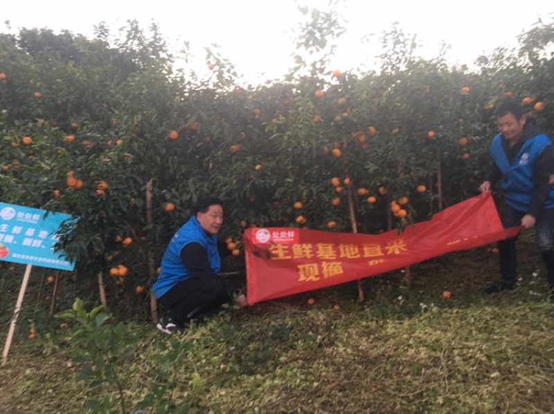 广西沃柑供电商市场大量走货实力代办提供实地看果