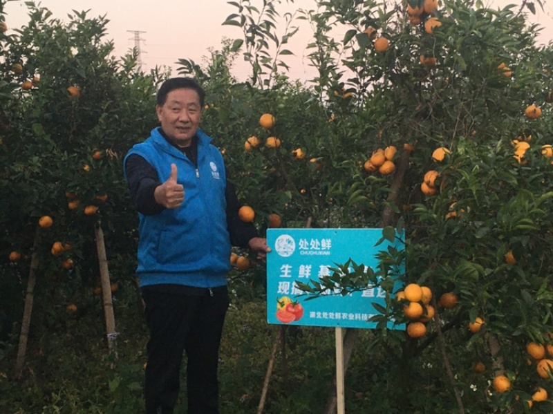 广西沃柑供电商市场大量走货实力代办提供实地看果