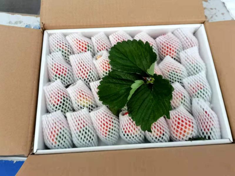 冬草莓3斤5斤包一件代发包邮奶油草莓礼盒装双流草莓