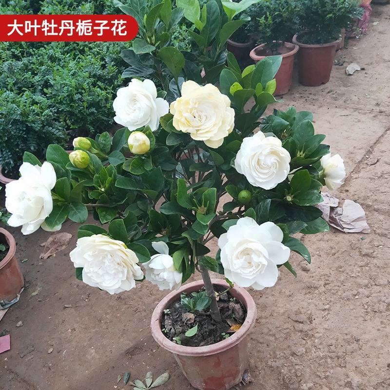 桅子花大树苗盆栽植物室内芳香独杆大叶牡丹栀子花苗