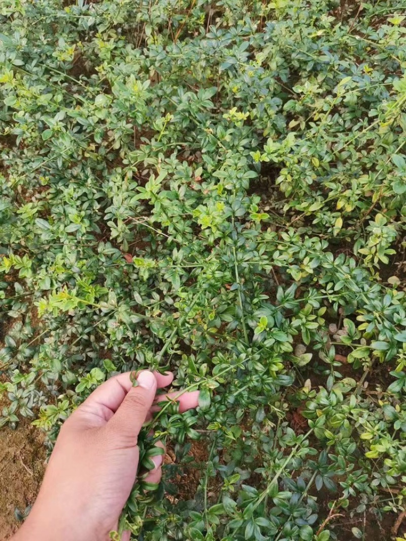迎春花苗又名云南馨30-50高度大量现货，好成活！