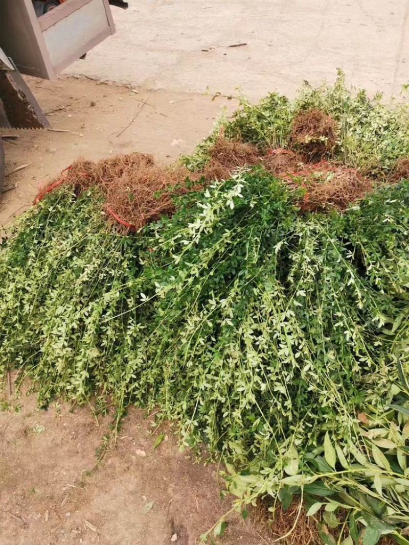 迎春花苗又名云南馨30-50高度大量现货，好成活！