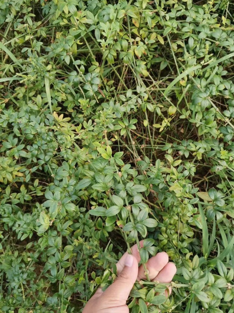 迎春花苗又名云南馨30-50高度大量现货，好成活！