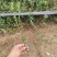 迎春花苗又名云南馨30-50高度大量现货，好成活！