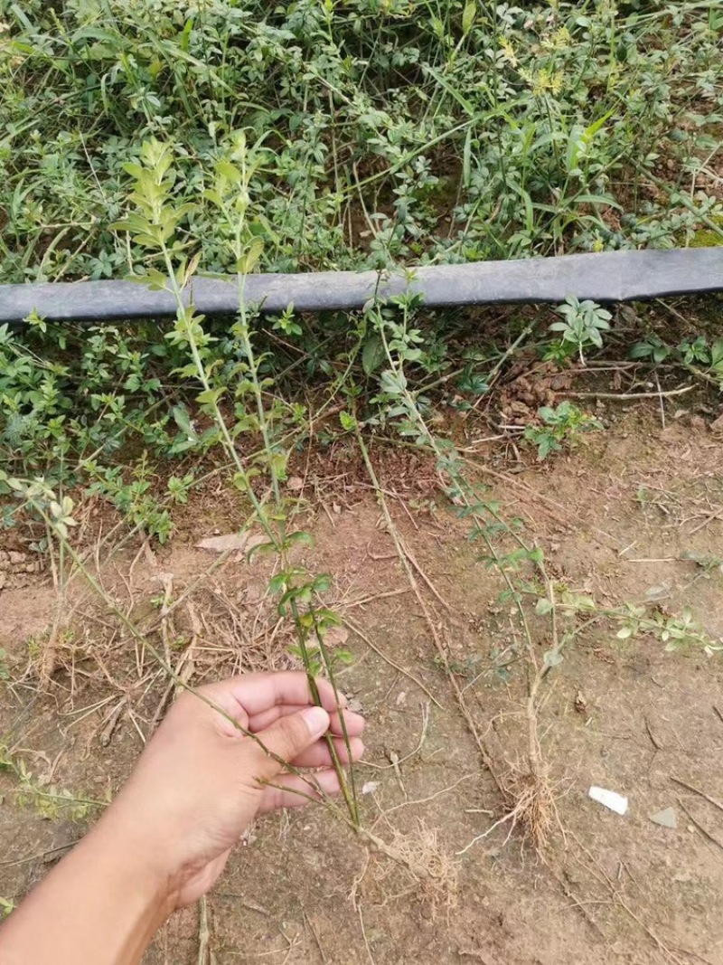 迎春花苗又名云南馨30-50高度大量现货，好成活！