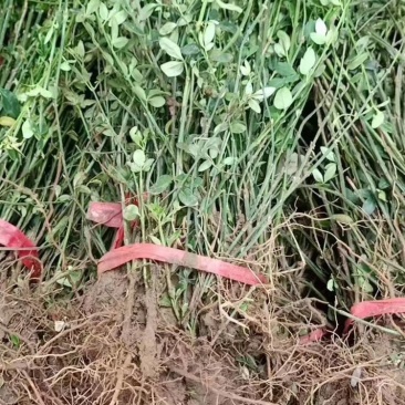 迎春花苗又名云南馨30-50高度大量现货，好成活！