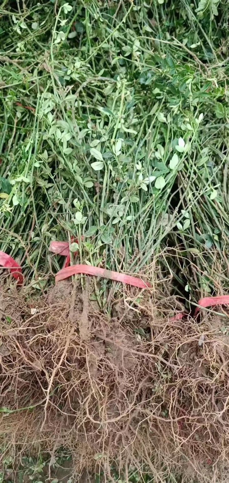 迎春花苗又名云南馨30-50高度大量现货，好成活！
