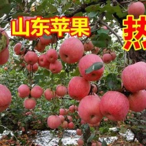 红富士苹果产地批发价格低山东苹果口感脆甜颜色漂亮全国发货