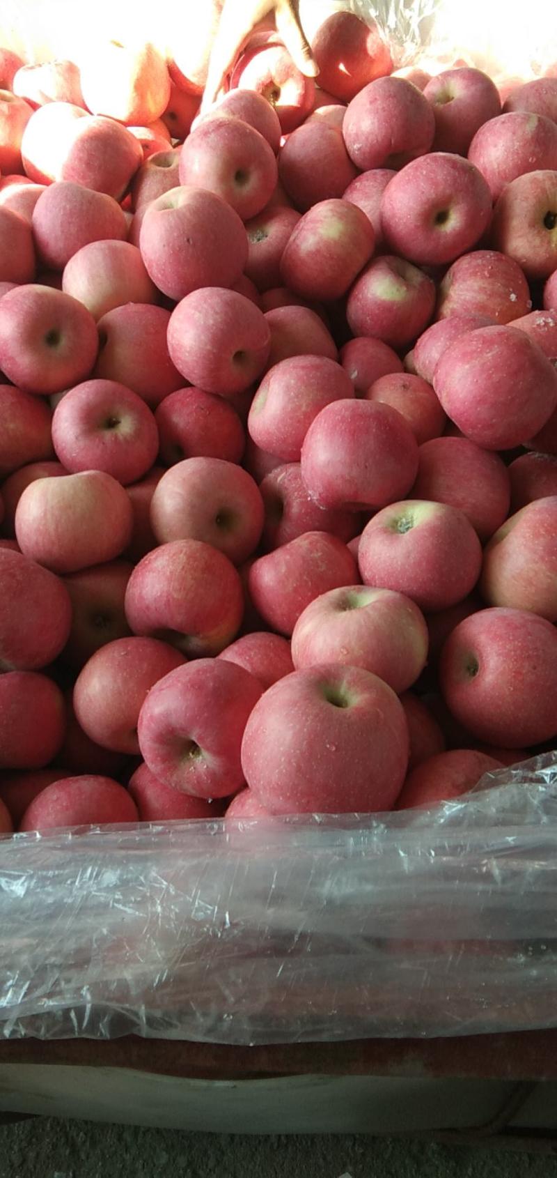 红富士苹果产地批发价格低山东苹果口感脆甜颜色漂亮全国发货