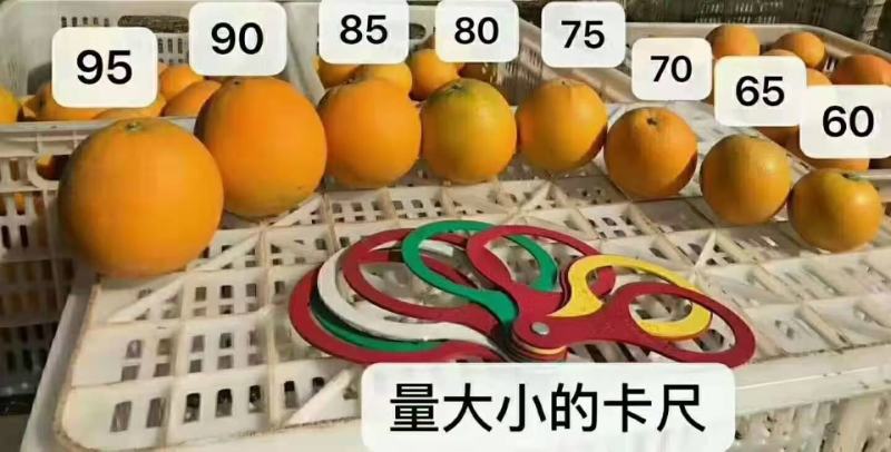脐橙长虹脐橙，秭归脐橙口感甜，果面干净鲜地头收购一手货