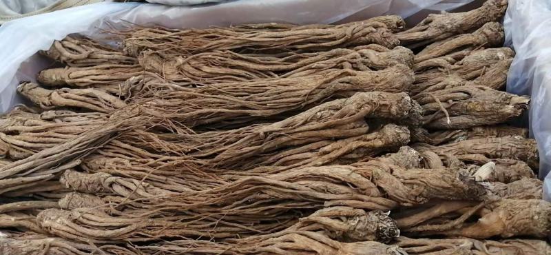 【精选】甘肃岷县当归当归片当归头大条无硫地道药材