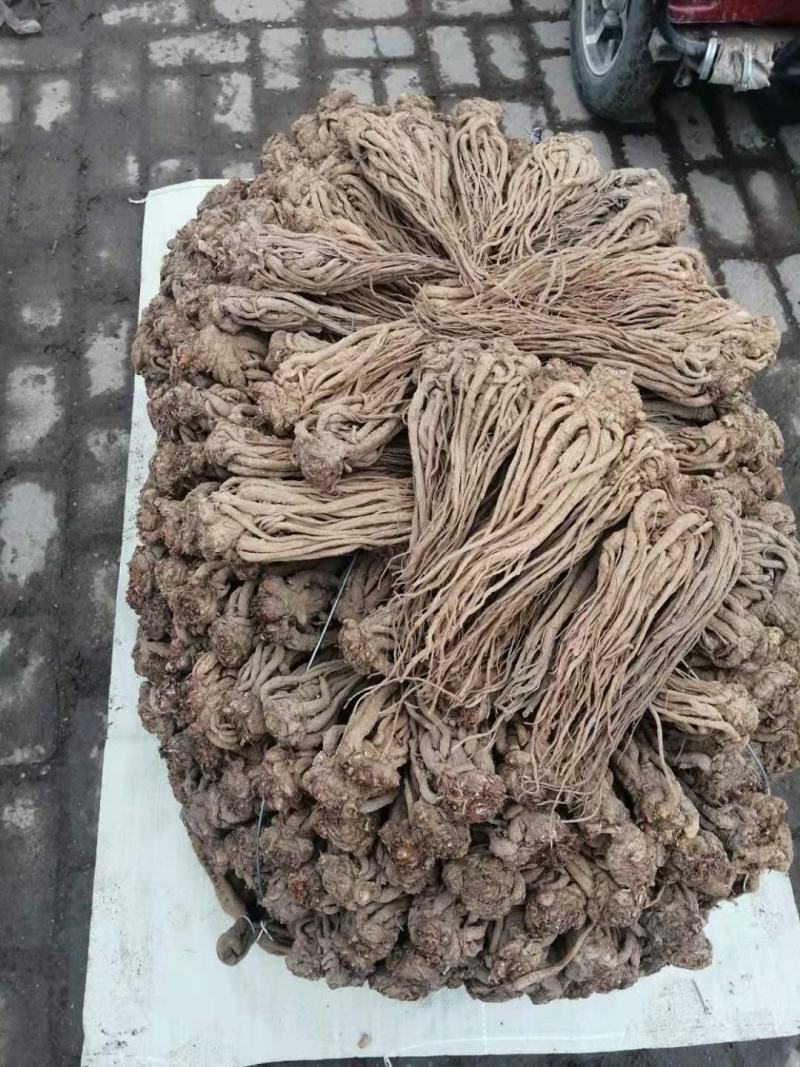 【精选】甘肃岷县当归当归片当归头大条无硫地道药材