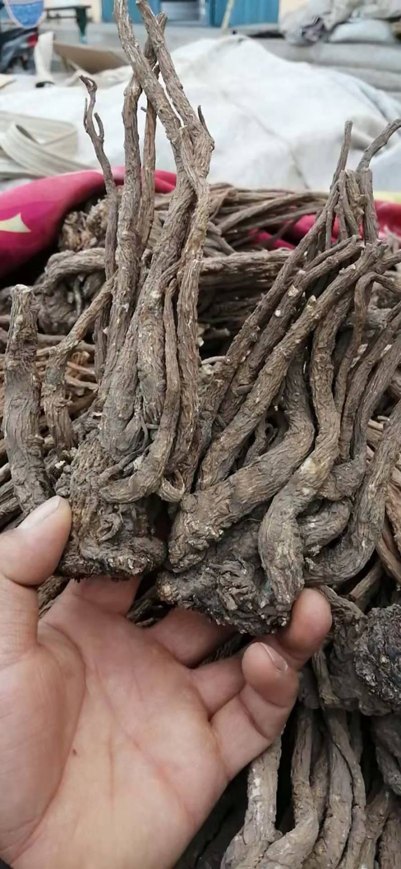 【精选】甘肃岷县当归当归片当归头大条无硫地道药材