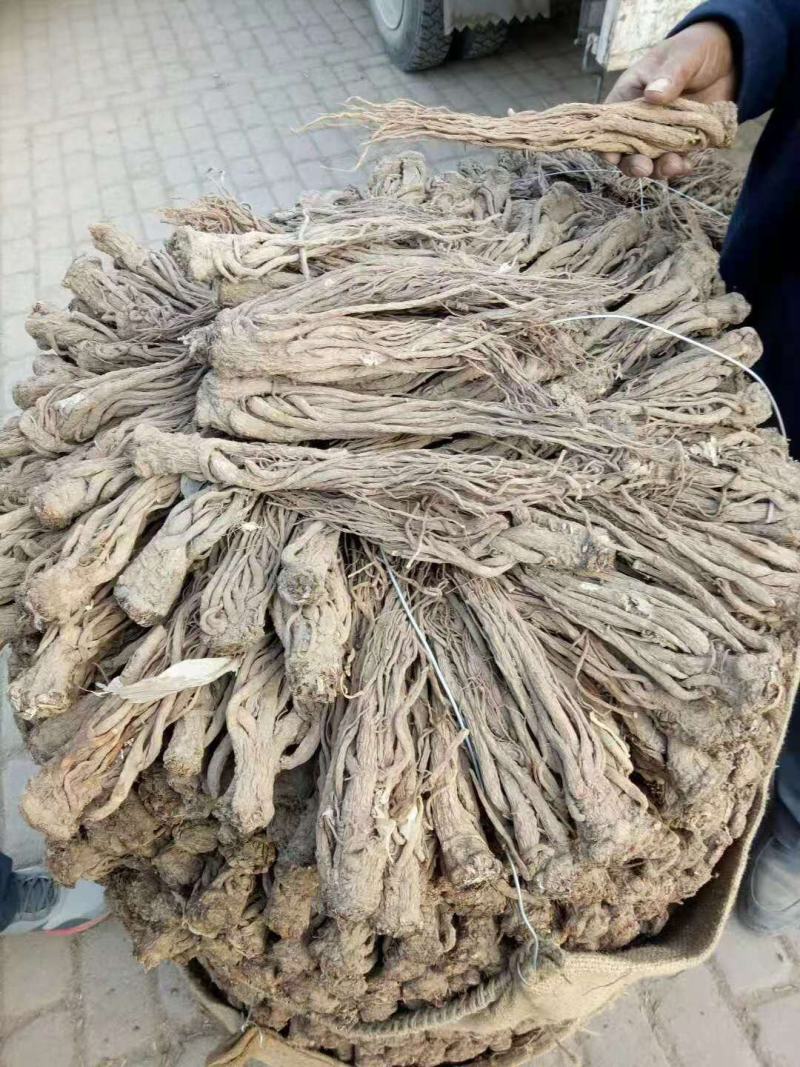 【精选】甘肃岷县当归当归片当归头大条无硫地道药材