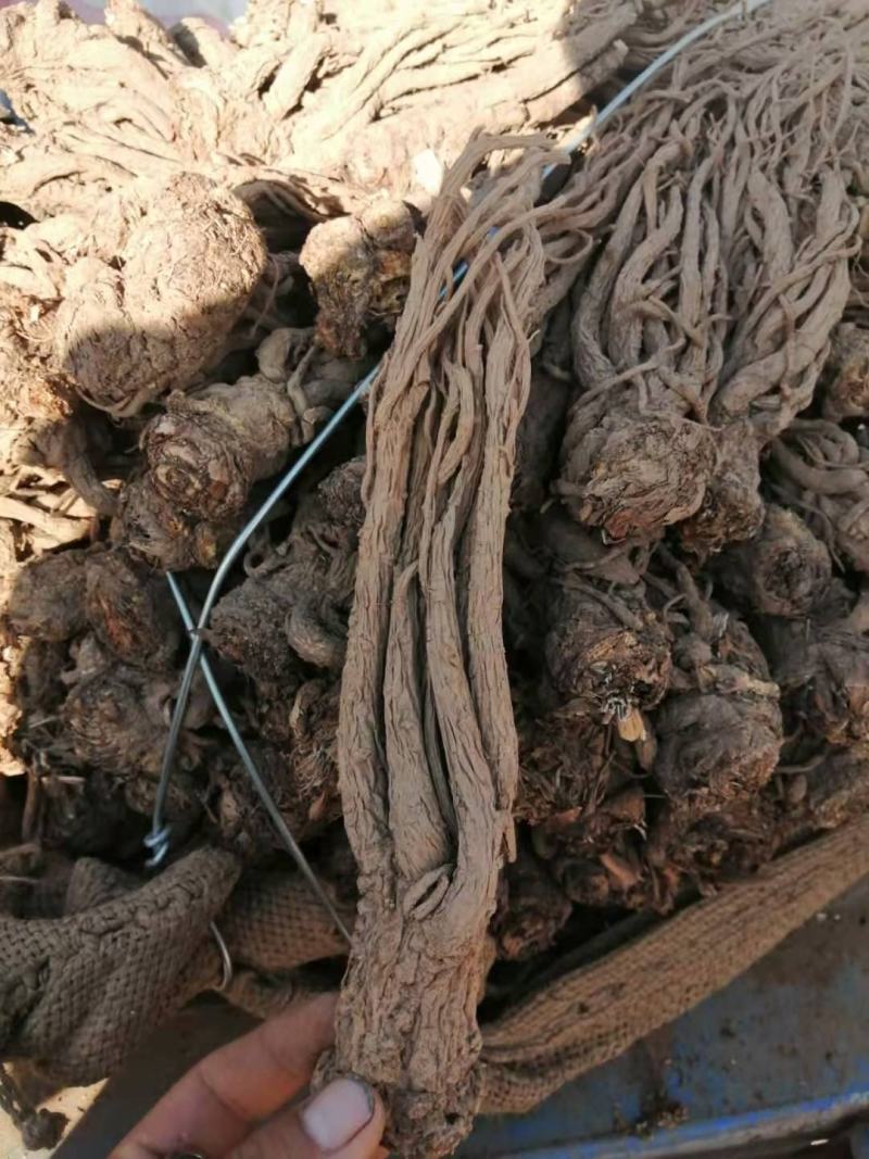 【精选】甘肃岷县当归当归片当归头大条无硫地道药材