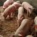 山东苗猪场常年供应三元仔猪产地价格便宜，全国发货