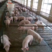 山东苗猪场常年供应三元仔猪产地价格便宜，全国发货