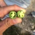 三号线椒大量上市！价格合理！质量非常好新苗货！光泽漂亮！