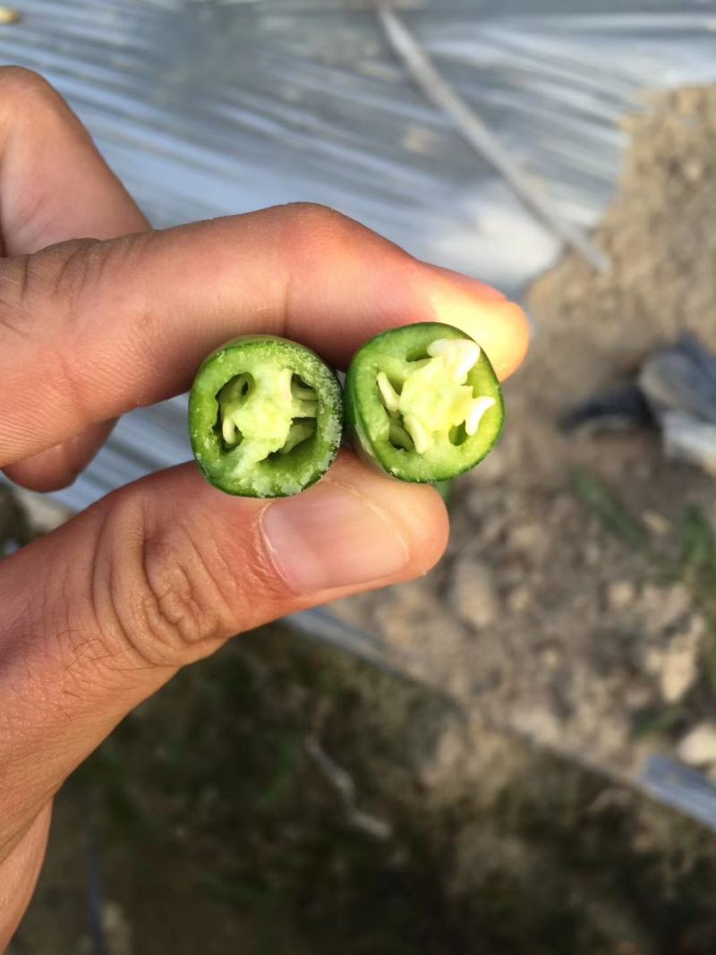 三号线椒大量上市！价格合理！质量非常好新苗货！光泽漂亮！