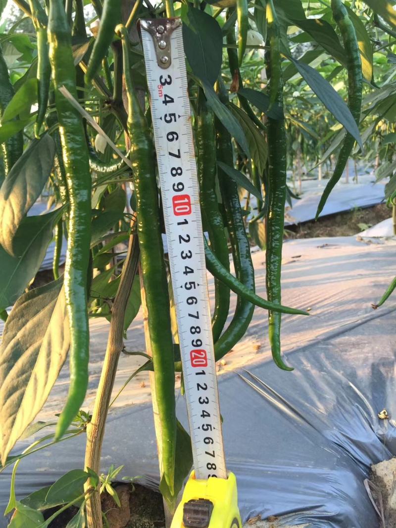 三号线椒大量上市！价格合理！质量非常好新苗货！光泽漂亮！