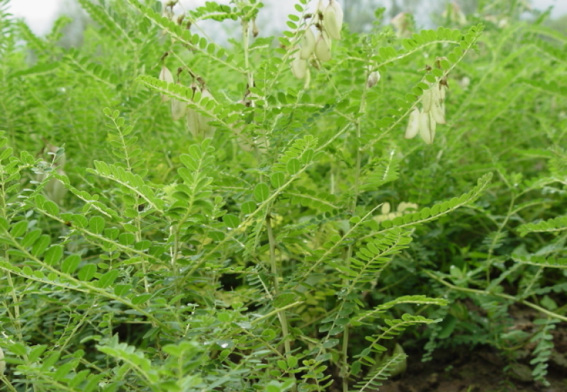 【优质】甘肃岷县野生黄芪黄芪片指甲片无硫地道药材