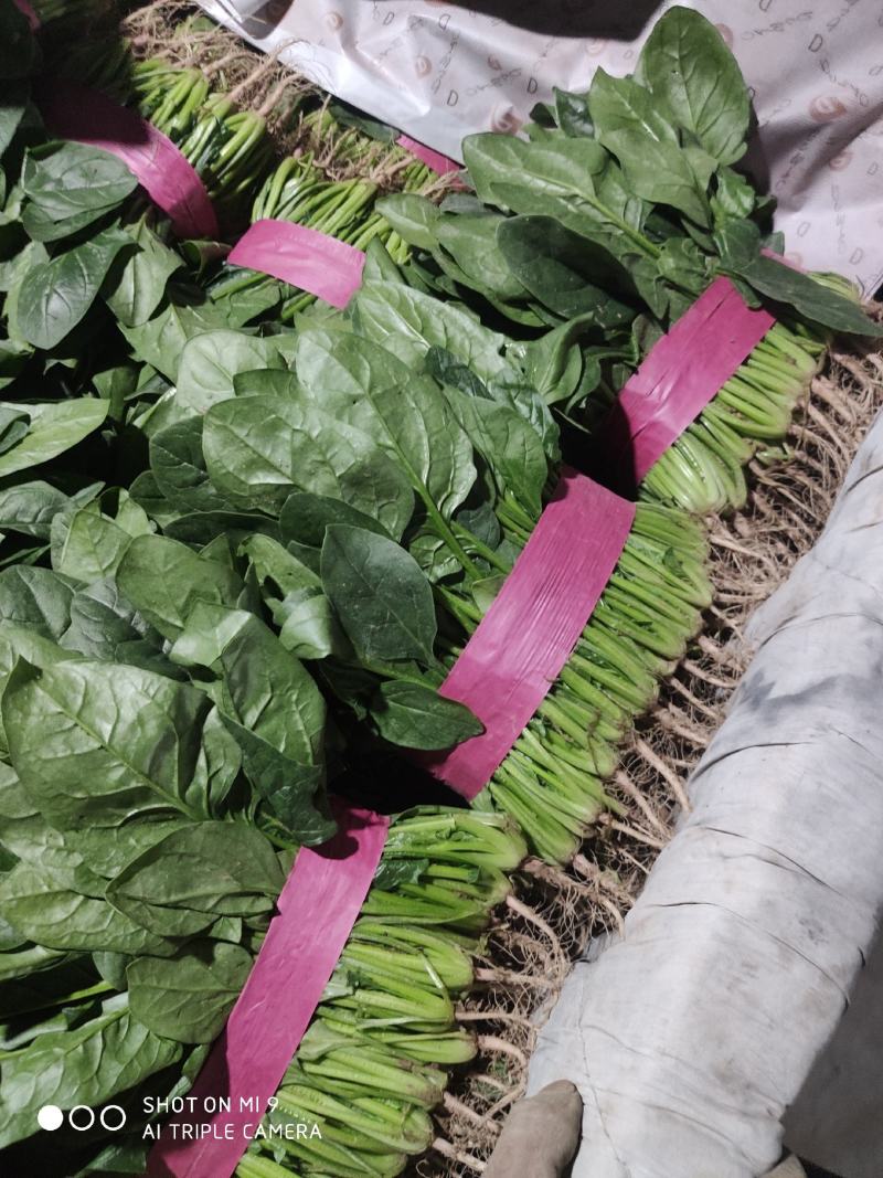 【热卖中】大叶菠菜油亮型诚信为本视频看货一手货源等您来电
