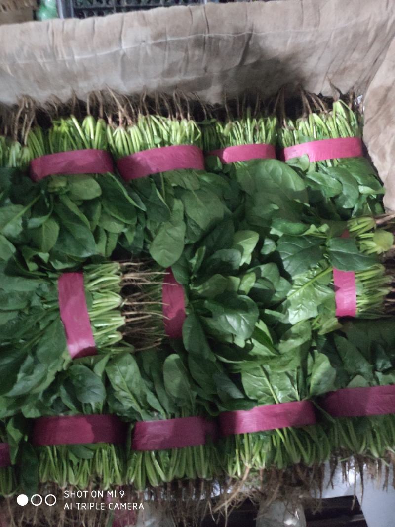【热卖中】大叶菠菜油亮型诚信为本视频看货一手货源等您来电
