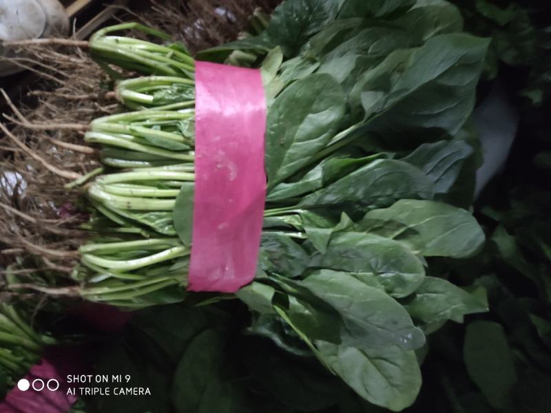 【热卖中】大叶菠菜油亮型诚信为本视频看货一手货源等您来电