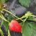 精选奶油草莓自家种植保质保量可持续供货可供周边城市