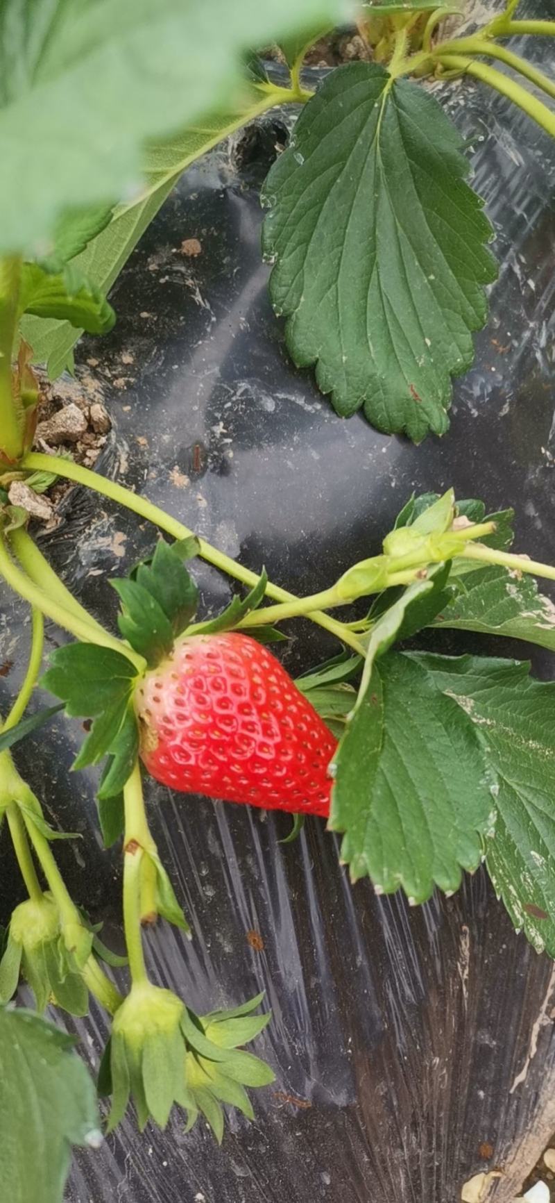 精选奶油草莓自家种植保质保量可持续供货可供周边城市