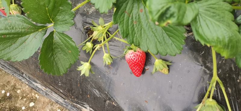 精选奶油草莓自家种植保质保量可持续供货可供周边城市