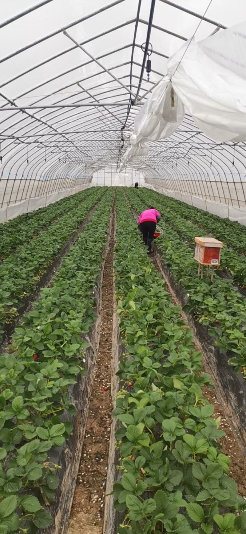 精选奶油草莓自家种植保质保量可持续供货可供周边城市