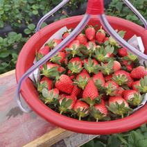 精选奶油草莓自家种植保质保量可持续供货可供周边城市