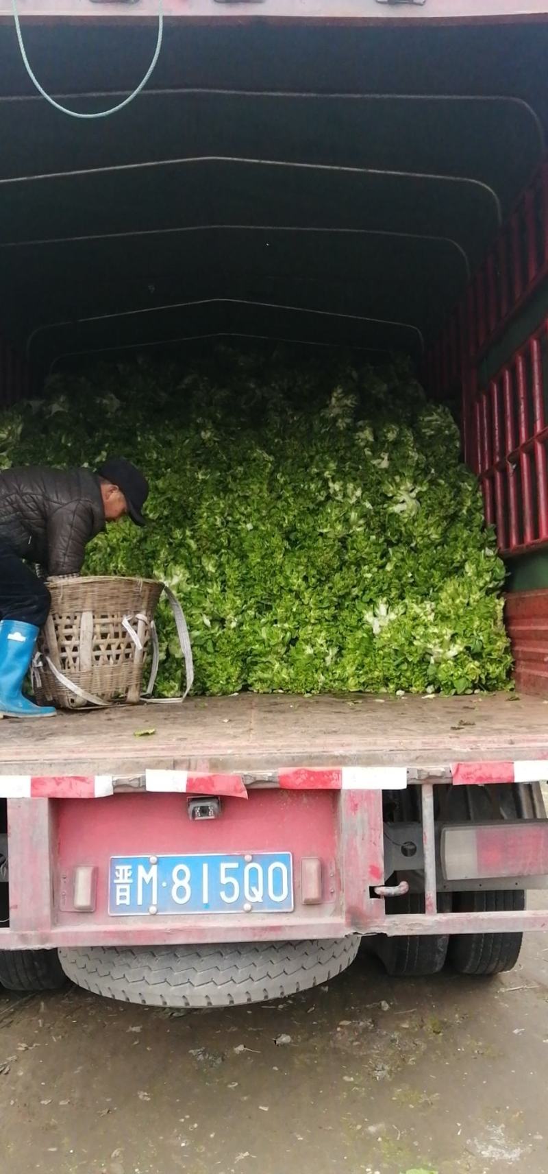 精品四川儿菜大量上市万亩基地直销提供便宜回程车量大从优