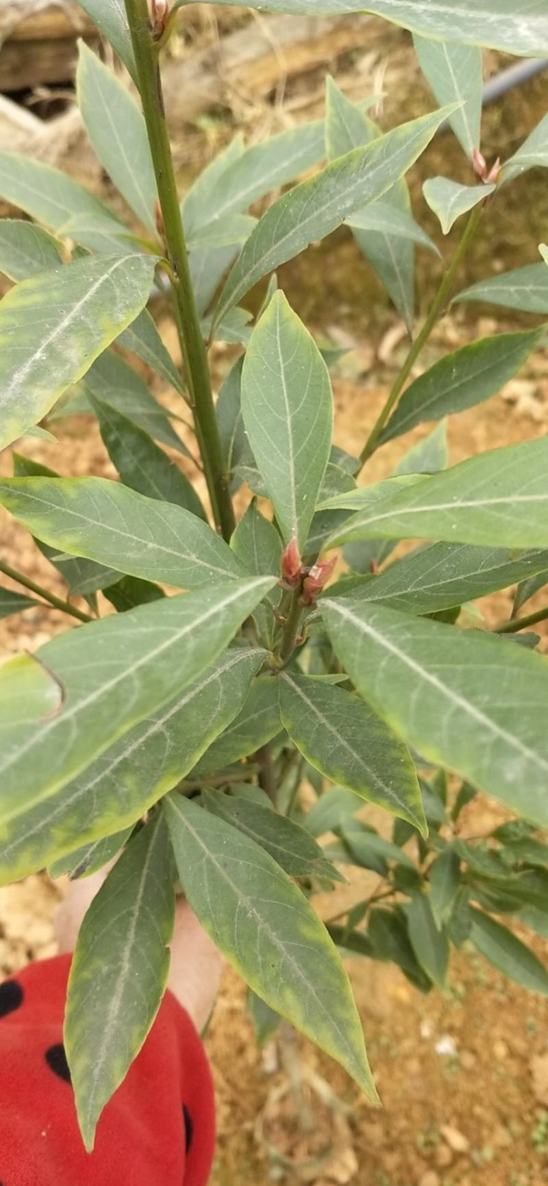 品种优良金丝楠木苗产地直发，量大从优，免费技术指导