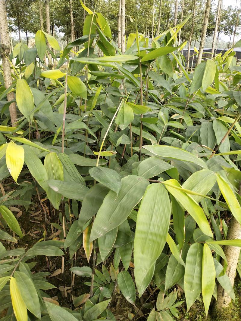 甜笼竹自种自销优质笋用竹苗，基地直发，一手货源，欢迎订购