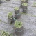 绿化草坪（台湾二号）（混播）大量供应量大从优