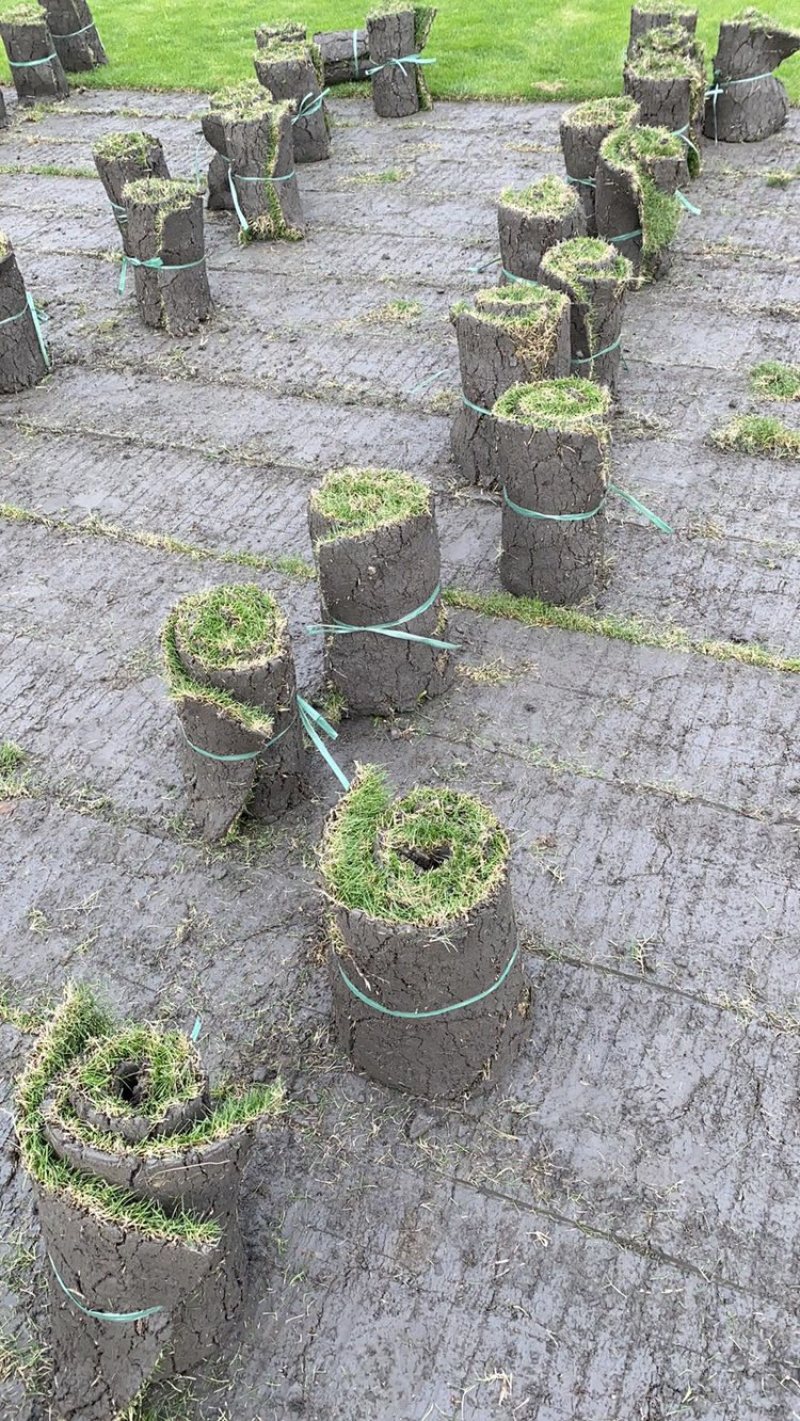 绿化草坪（台湾二号）（混播）大量供应量大从优