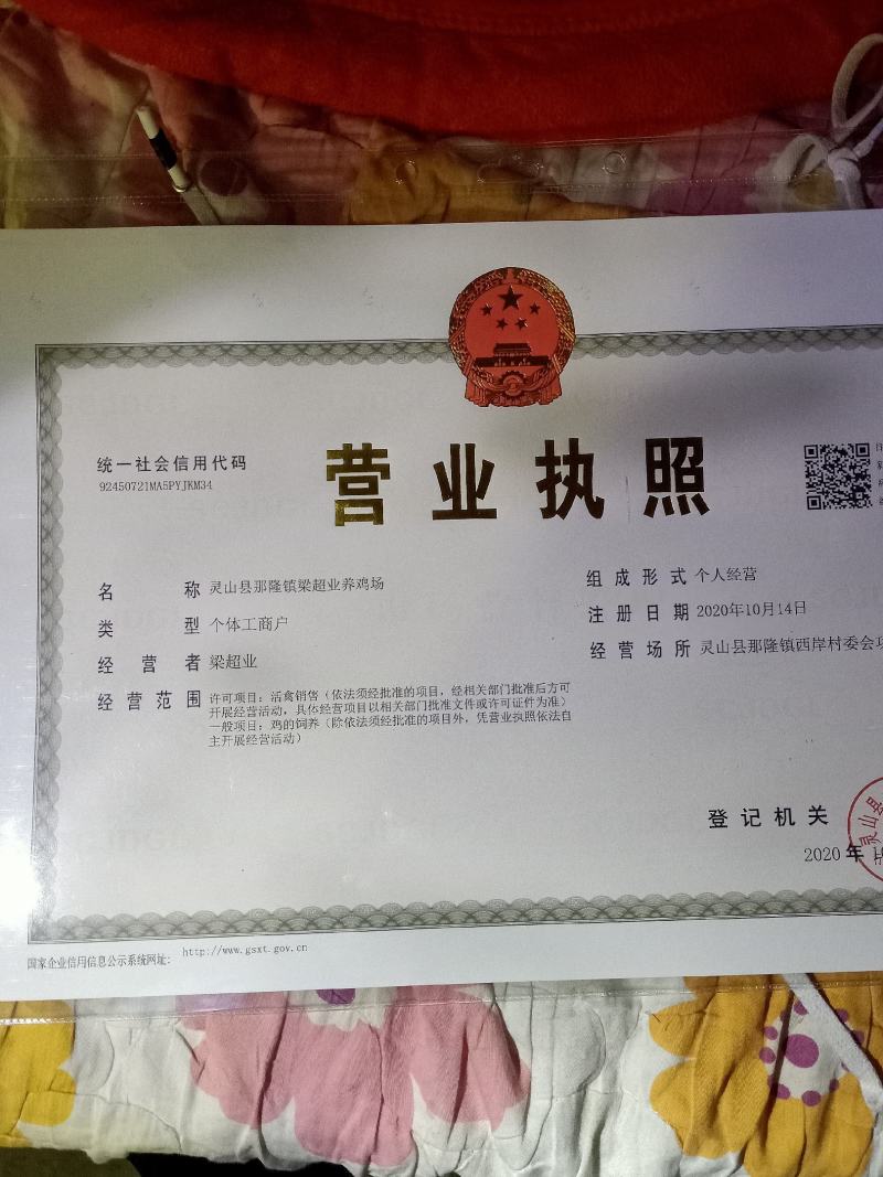 梁仔七彩山鸡广西钦州市灵山县那隆镇梁氏七彩山鸡养殖