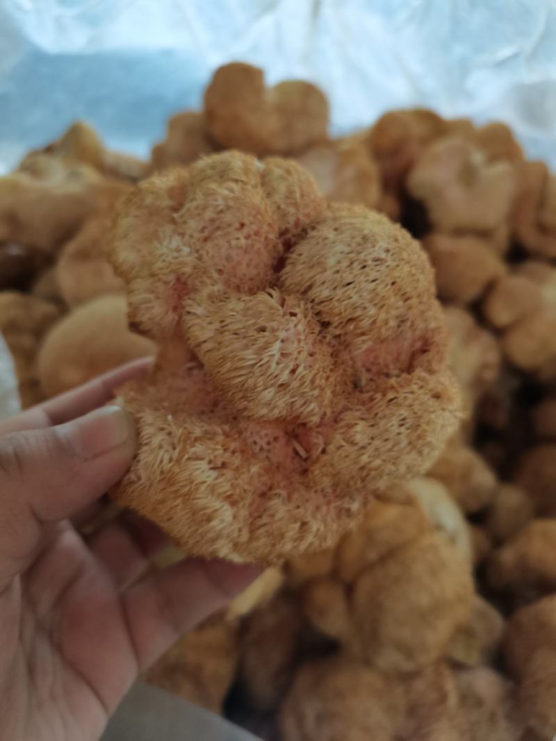 干猴头菇蘑菇东北食用菌干货有机猴头菇绿色双认证