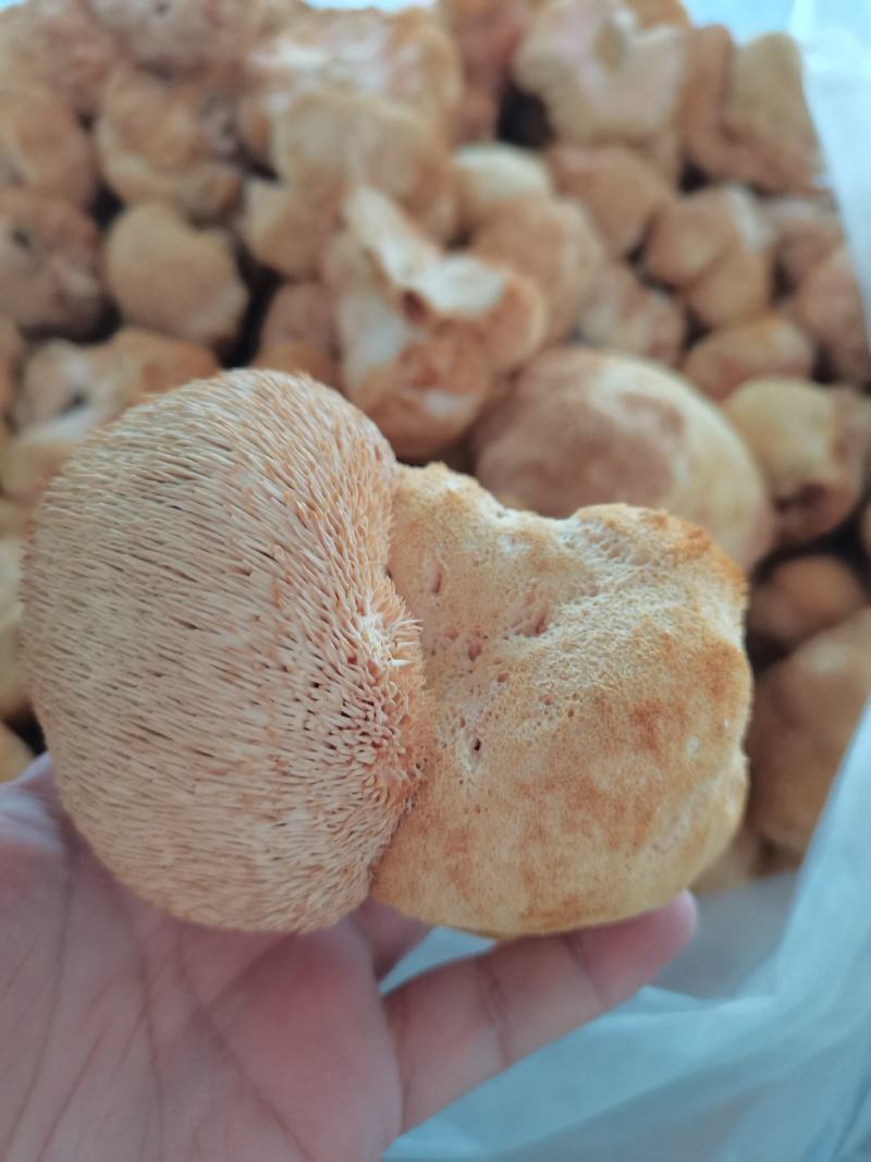 干猴头菇蘑菇东北食用菌干货有机猴头菇绿色双认证