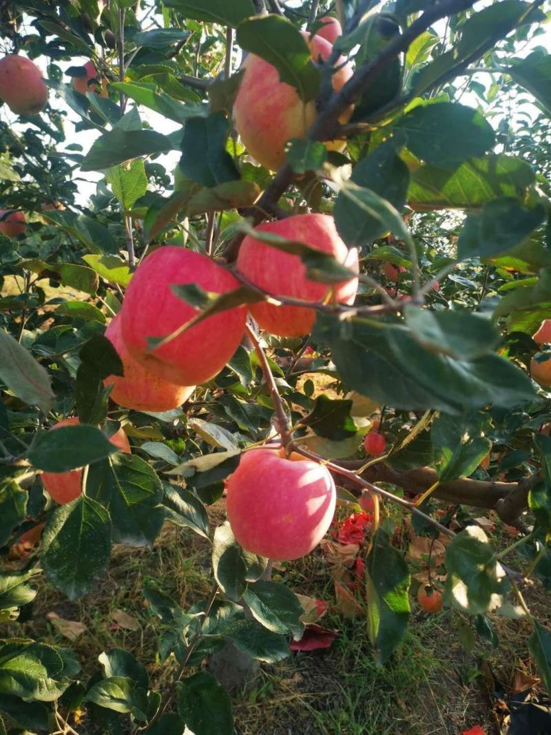 产地直销套袋寒富大苹果，欢迎各位老板采购