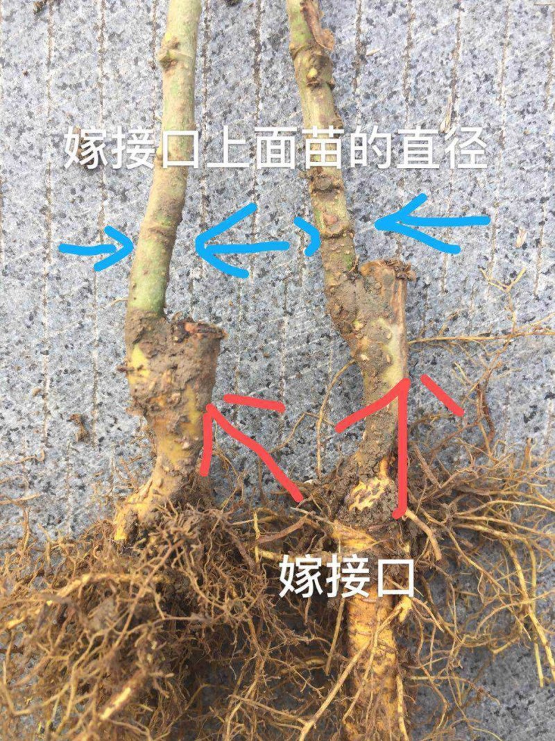 果桑苗无籽大十嫁接苗（汁多口感好甜度高）包对版包技术