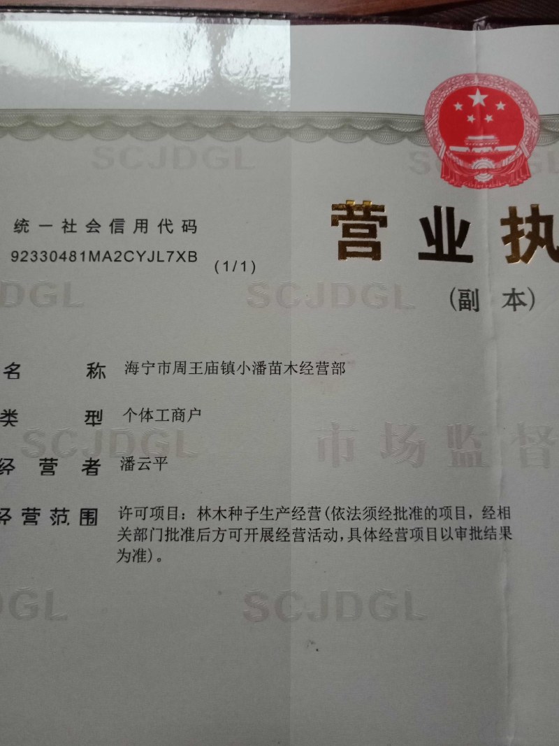 果桑苗无籽大十嫁接苗（汁多口感好甜度高）包对版包技术