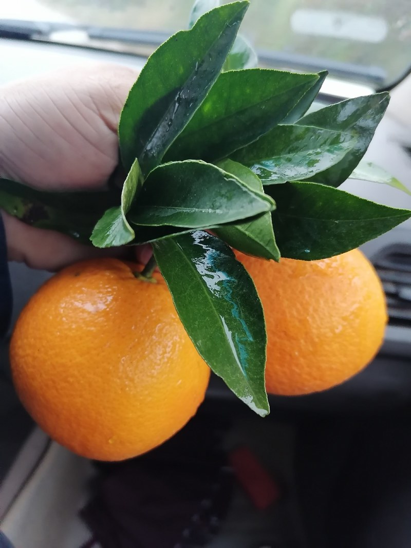 秭归优质纽荷尔一件代发，皮薄，汁多果皮好看光滑